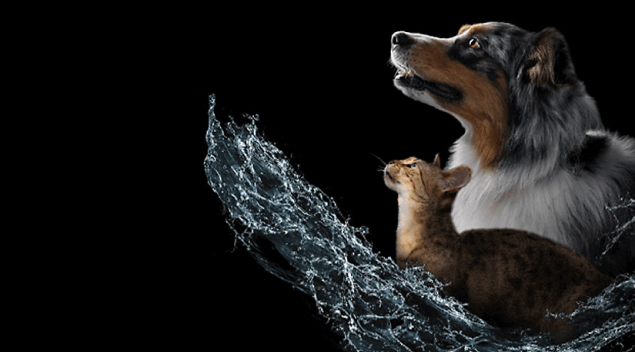 Un gato y un perro ilustran la herramienta calculadora de hidratación