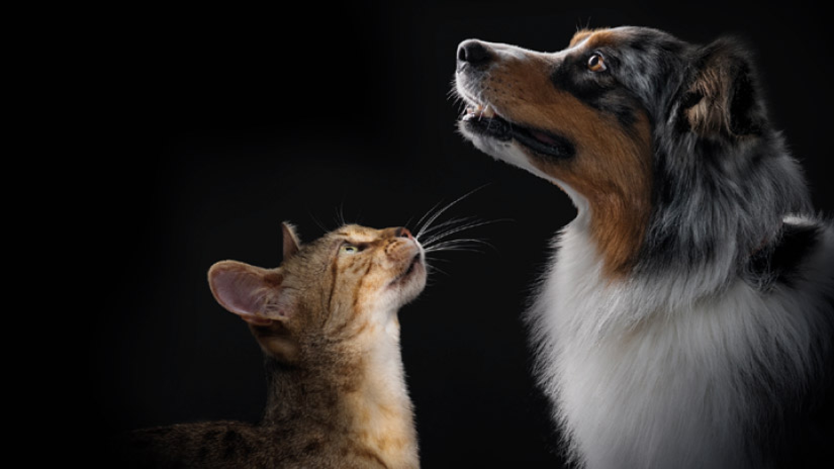 Explora la gama completa de productos PRO PLAN®