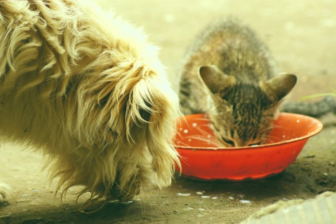 Skin health and nutrition in dogs and cats