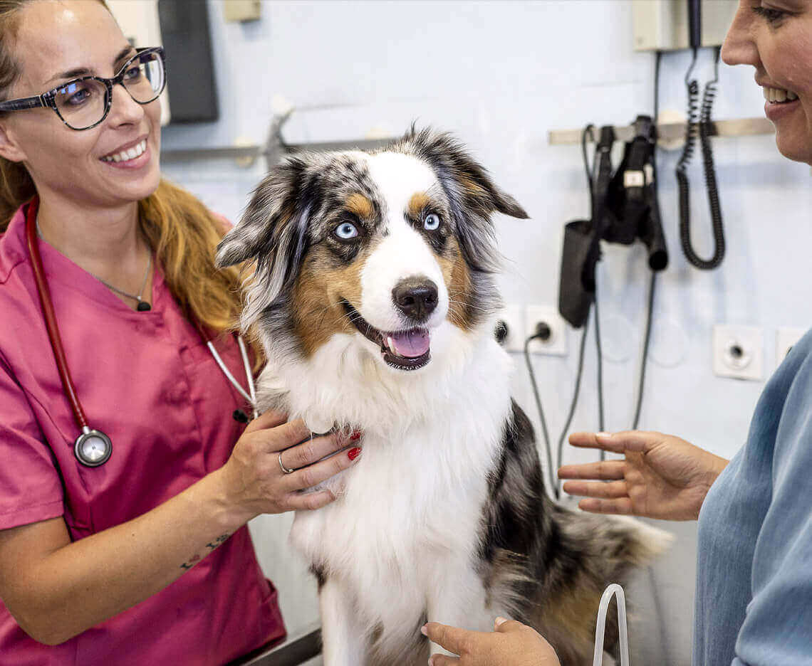 Personal veterinario examinando a un perro en una clínica.