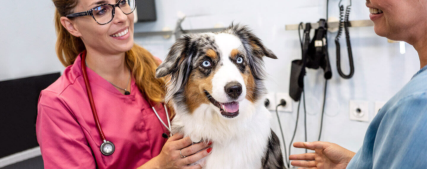 Personal veterinario examinando a un perro en una clínica.