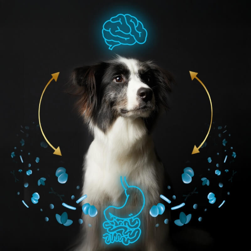 Perro con gráficos ilustrados de la conexión cerebro-intestino a su alrededor.