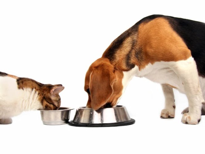Efectos de alimentar con una dieta rica en ácidos grasos omega 3 en perros con osteoartrosis espontánea. header image