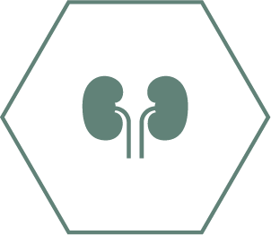 Promueve unos riñones saludables gracias a una combinacion especial de nutrientes que incluye antioxidantes, arginina y ácido