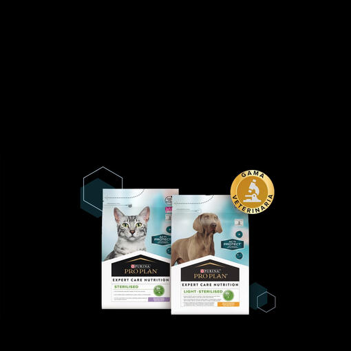 ECN banner mobile