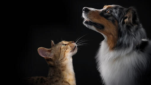 Explora la gama completa de productos PRO PLAN®