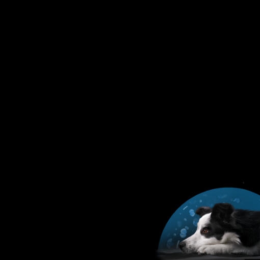 Simposio Purina® PRO PLAN® Calming Care