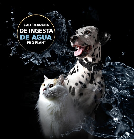 Calculadora de hidratación para perros y gatos