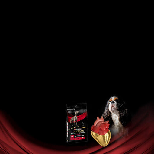 Perro y producto Purina Pro Plan CardioCare con corazon anatomico sobre fondo negro y rojo